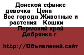 Донской сфинкс девочка › Цена ­ 15 000 - Все города Животные и растения » Кошки   . Пермский край,Добрянка г.